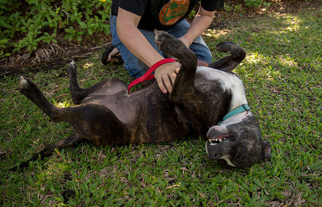 happy dog rocky makes full recovery at rspca